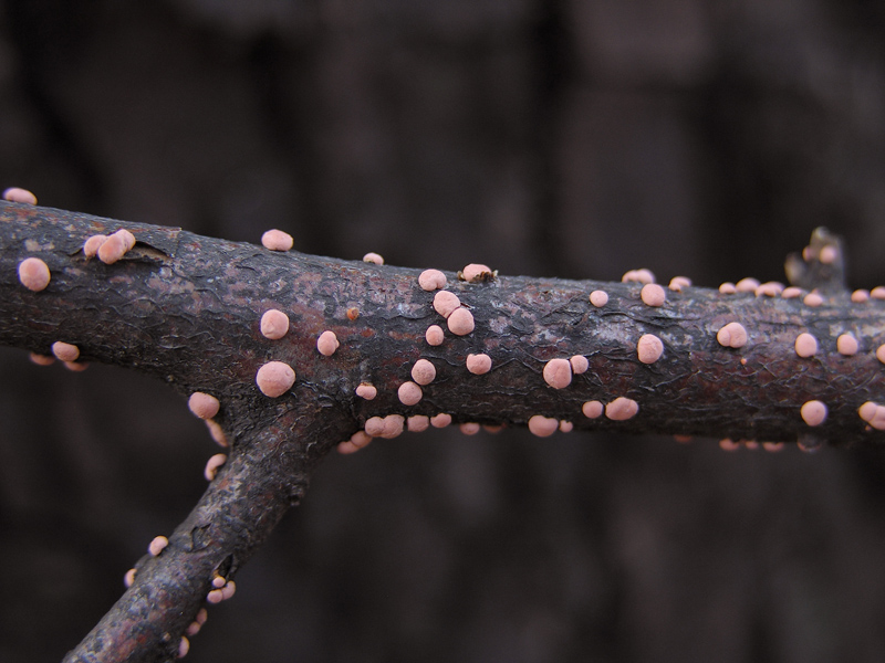 A caccia di Pleurotus.....parte2.